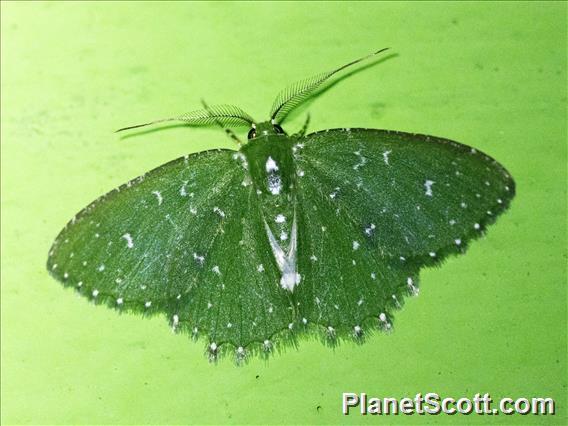 Emerald Moth (Eucyclodes sp)