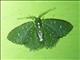 Emerald Moth (Eucyclodes lithocrossa)