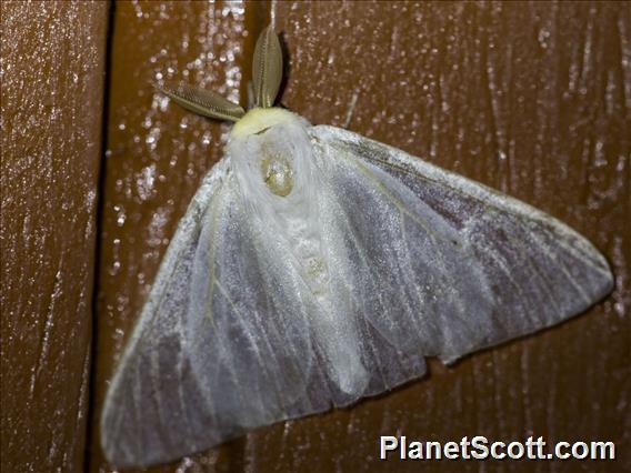 Tussock Moth (Arctornis sp)