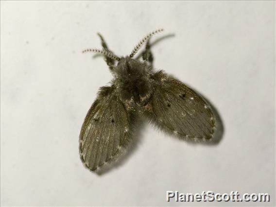 Bathroom Moth Fly (Clogmia albipunctata)