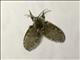 Bathroom Moth Fly (Clogmia albipunctata)