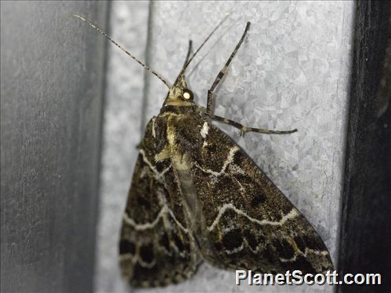 Geometer Moth (Tolmera sp)