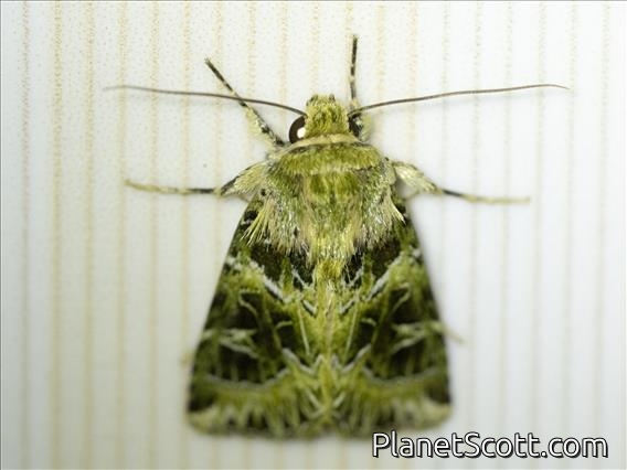 Cutworm Moth (Pachythrix sp)