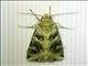 Cutworm Moth (Noctuinae sp)