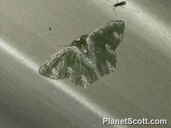 Emerald Moth (Eucyclodes sp)