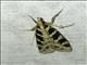 Crambid Snout Moth (Crambidae sp)