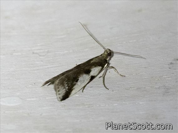 Knot-horn Moth (Phycitini sp)