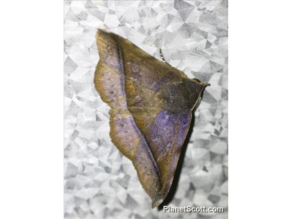 Hypenine Snout Moth (Hypena sp)