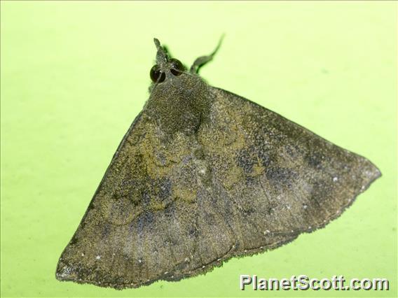 Hypenine Snout Moth (Hypeninae sp)