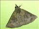 Hypenine Snout Moth (Hypeninae sp)