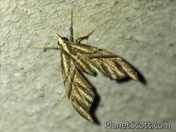 Carpet Moth (Psaliodes sp)