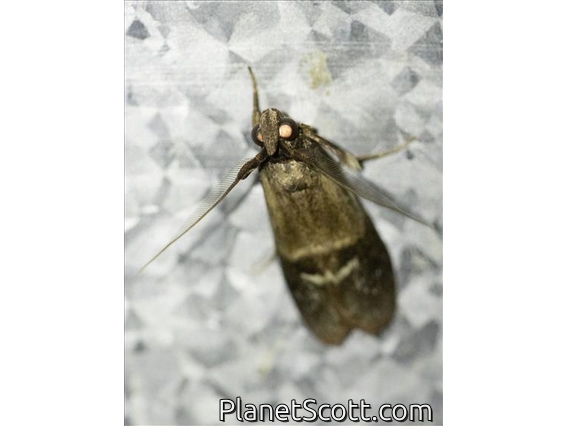 Knot-horn Moth (Phycitini sp)