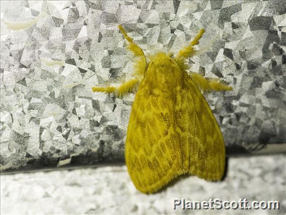 Tussock Moth (Lymantriinae sp)