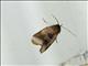 Tufted Moth (Chora sp)