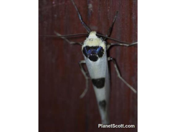 Lichen Moth (Monosyntaxis sp)