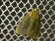 Immidae Butterfly (Immidae sp)