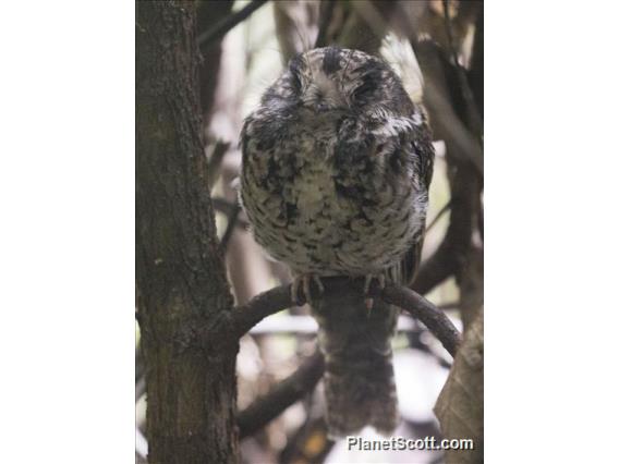 Mountain Owlet-Nightjar (Aegotheles albertisi)