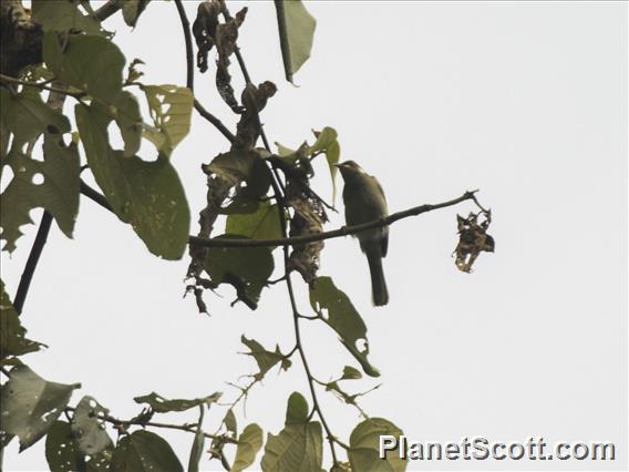 Scrub Honeyeater (Meliphaga albonotata)