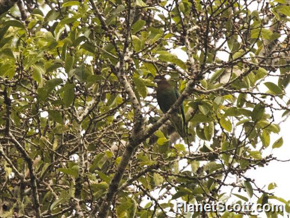 Ornate Fruit-Dove (Ptilinopus ornatus)