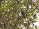 Ornate Fruit-Dove (Ptilinopus ornatus)