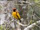 Masked Bowerbird (Sericulus aureus)