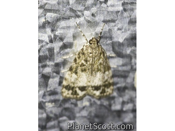Crambid Snout Moth (Crambidae sp)