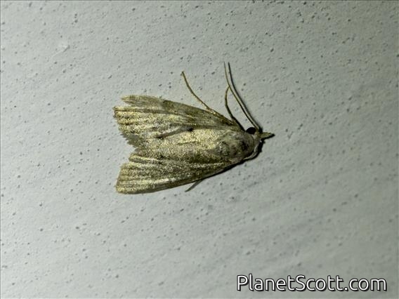 Tufted Moth (Nola sp)