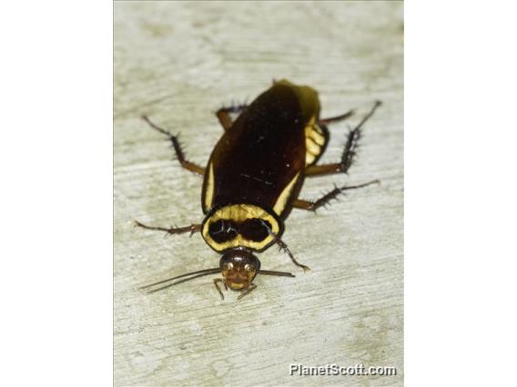 Australian Cockroach (Periplaneta australasiae)