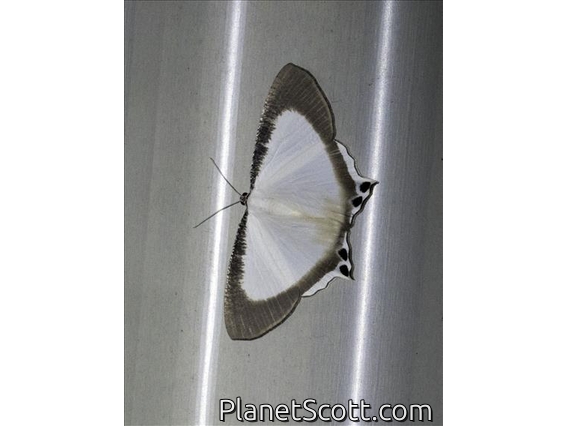 Swallowtail Moth (Cyphura caudiferaria)