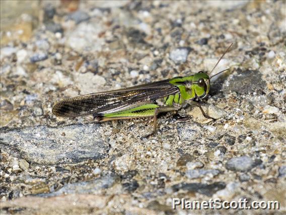 Migratory Locust (Locusta migratoria)