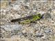 Migratory Locust (Locusta migratoria)