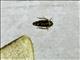 Leafhopper (Cicadellidae sp)