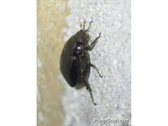 June Beetle (Apogonia sp)