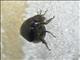 June Beetle (Apogonia sp)