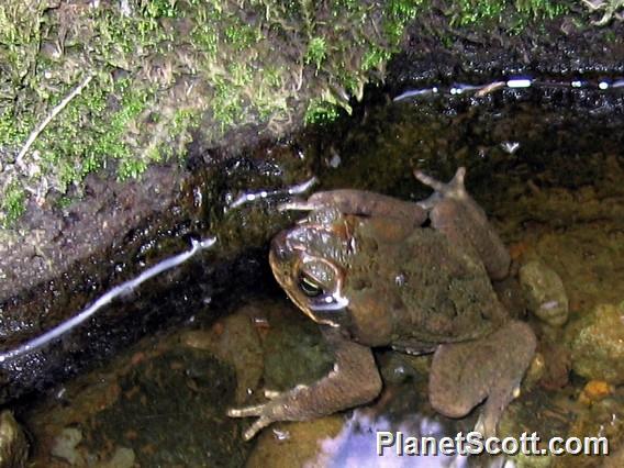 Giant Cane Toad (Rhinella marinus)