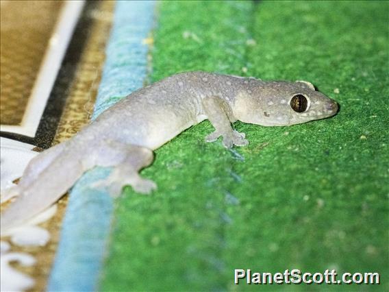 Common Four-clawed Gecko (Gehyra mutilata)