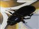 Bess Beetle (Passalidae sp)