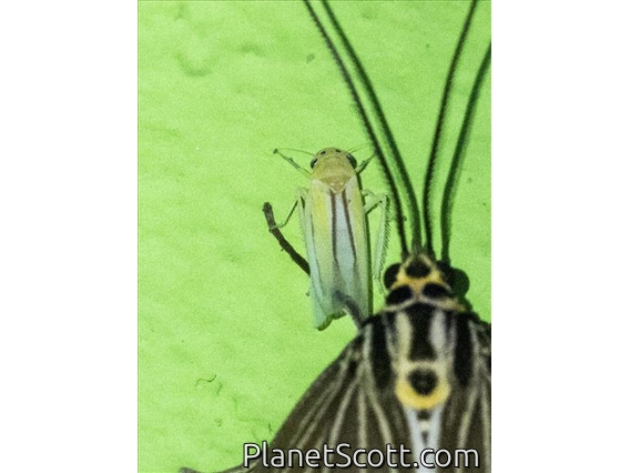 Sharpshooter (Hangapa parallela)