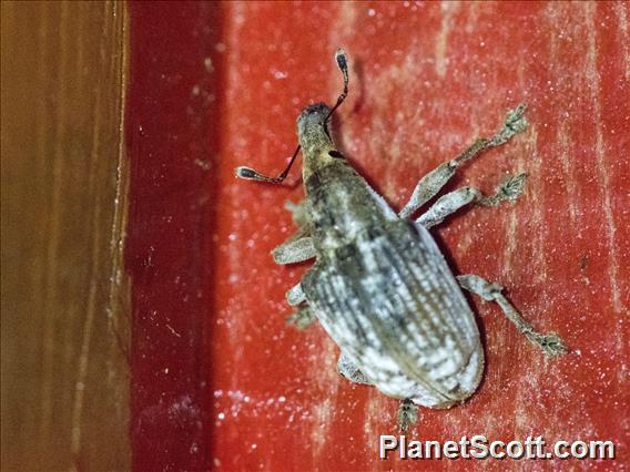 Weevil (Metatygini sp)