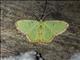 Emerald Moth (Comostola rufimargo)