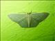 Emerald Moth (Prasinocyma sp)