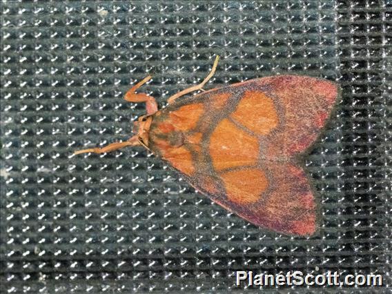 Lichen Moth (Integrivalvia sp)