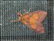 Lichen Moth (Integrivalvia sp)