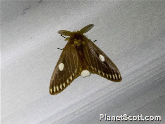 Tussock Moth (Nygmia pratti)