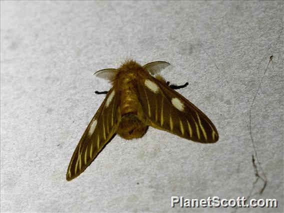 Tussock Moth (Euproctis sp)