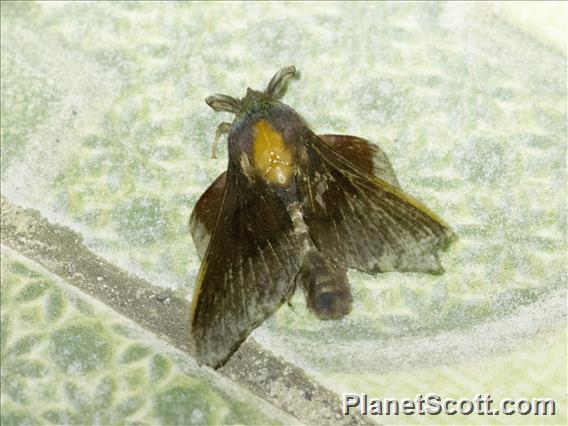 Lappet Moth (Lasiocampidae sp)