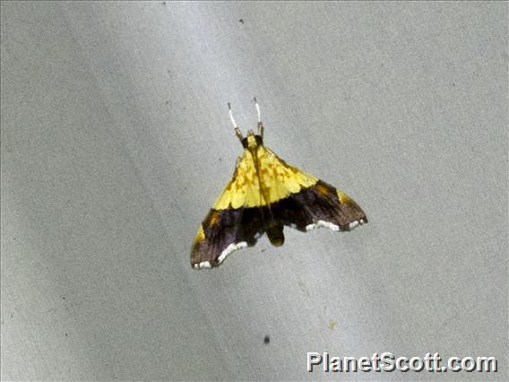 Pearl Moth (Agrotera semipictalis)