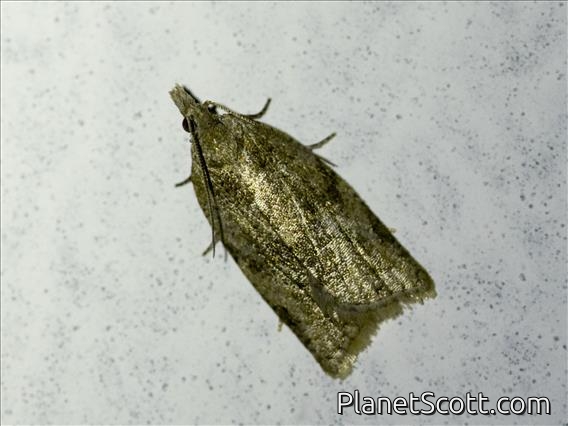 Tortricid Leafroller Moth (Tortricoidea sp)