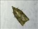 Tortricid Leafroller Moth (Tortricoidea sp)