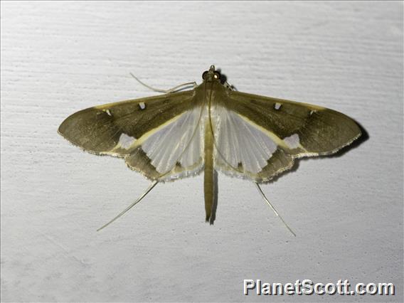 Crambid Snout Moth (Tipuliforma triangulalis)